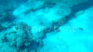 泰国西米兰群岛附近安达曼海吃珊瑚的鱼。 <strong>高清</strong>去亲<strong>水下</strong>慢速运动。